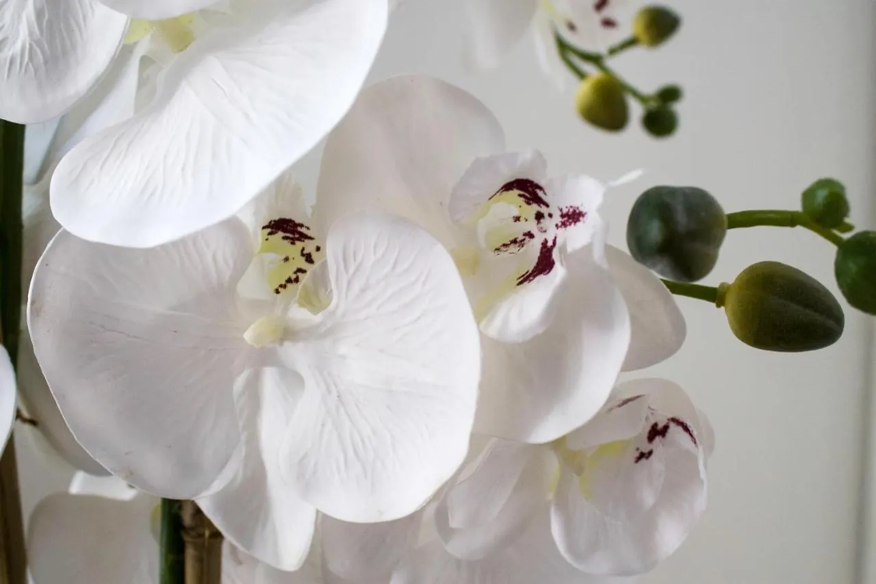 White Orchid Pula Apartment 0*,  Croatia
