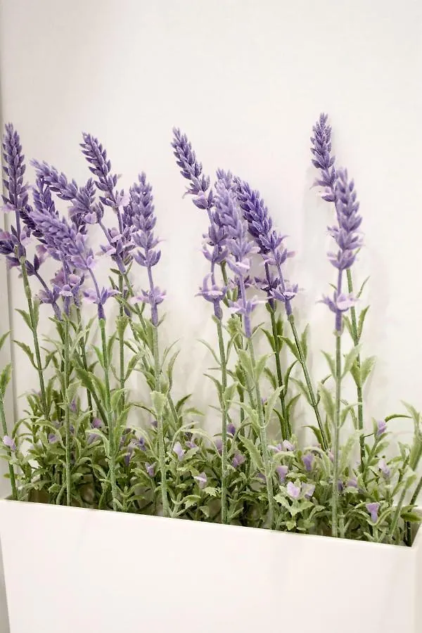 White Orchid Pula Apartment 0*,  Croatia