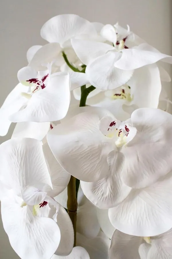 White Orchid Pula Apartment